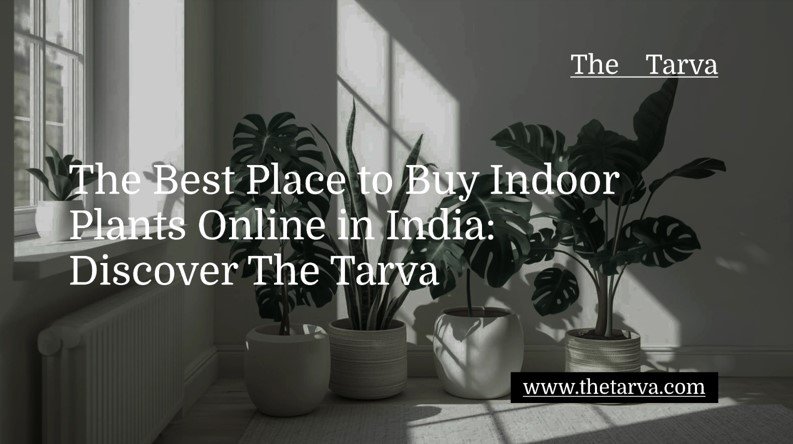 The Best Place to Buy Indoor Plants Online in India: Discover The Tarva
